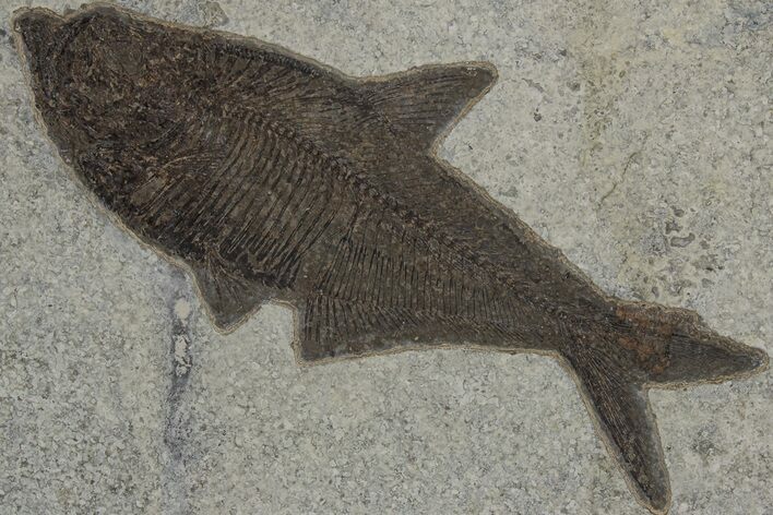 Fossil Fish (Diplomystus) - Wyoming #211205